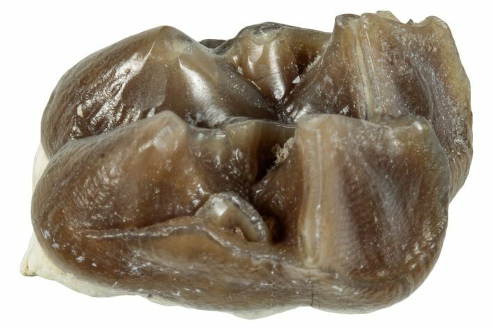 Fossil Horse (Mesohippus) Jaw Section - South Dakota #289508